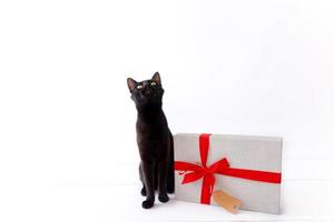 christmas black cat with christmas present. photo