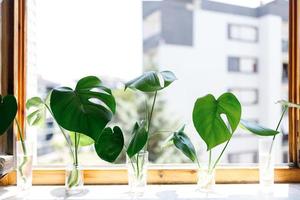 propagación de la planta de queso suizo, philodendron monstera en agua foto