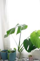 propagación de la planta de queso suizo, philodendron monstera en agua foto