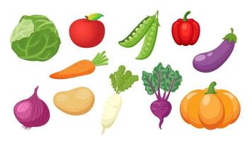 Collection set of vegetable cabbage onion pumpkin white radish eggplant carrot potato pepper pea turnip vector