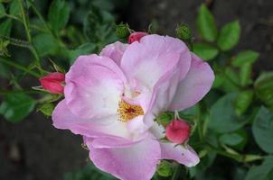 Roses in the garden photo