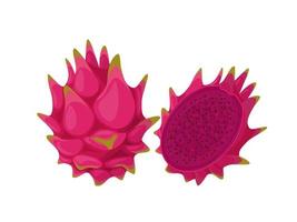 Vector illustration, ripe pitahaya fruit, known as dragon fruit, isolated on white background
