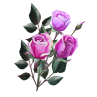 ilustración acuarela de rosas png