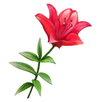 ilustración de flor de lirio rojo png