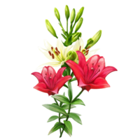 bouquet of flowers of multicolored lilies, daylily illustration png