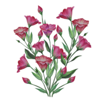 buquê de flores eustoma, ilustração em aquarela lisianthus png