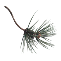 Sprossenbäume Kiefer mit Zapfen, botanische Illustration png