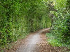 hiking in the german baumberge photo