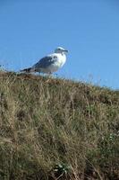 the Island of Helgoland photo