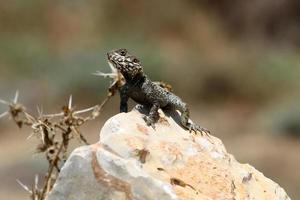 un lagarto se sienta en una piedra en un parque de la ciudad. foto