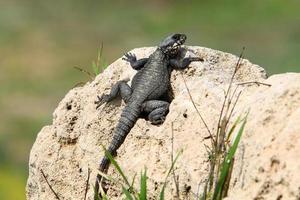 A lizard sits on a stone in a city park. photo