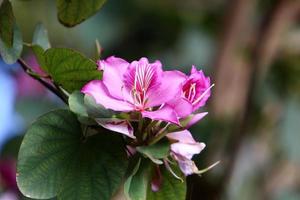 Summer flowers in a city park in Israel. photo