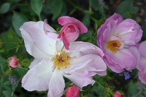 Roses in the garden photo