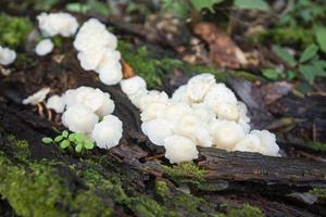 Forest mushroom on wood in the nature jungle - outdoor autumn wild mushroom white photo