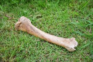 Animal bone on green grass meadow for dog photo