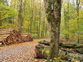 tiempo de otoño en westfalia foto