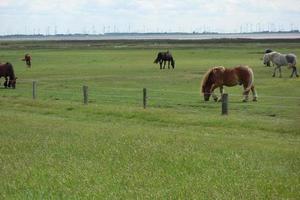 the island of baltrum photo