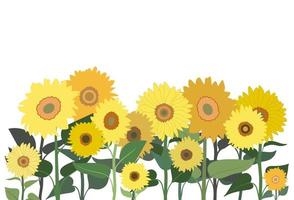 Spring or summer seamless horizontal border with sunflowers. Isolated on white background. Banner with floral pattern. vector