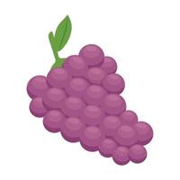 fresh grapes fruits vector