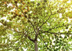 árbol grande con hojas verdes aisladas sobre fondo blanco foto