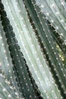 Close up of cactus with long thorns photo