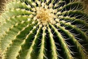 Close up of cactus with long thorns photo