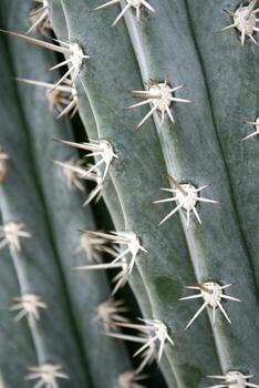 Cerca de cactus con espinas largas foto