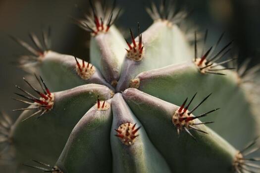 Cerca de cactus con espinas largas foto