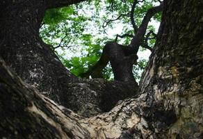 gran árbol en el parque foto