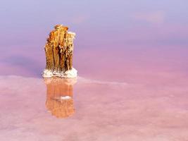 un pequeño tocón de un árbol destruido en un lago rosa salado, con cristales de sal foto