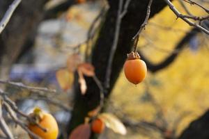 Picture of Persimmon Tree in Suwon, Korea photo