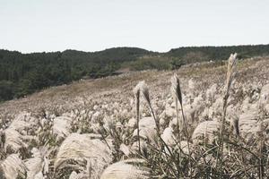 The Autumn Scenery of Mountain Gumburi in Jeju Island, Korea photo