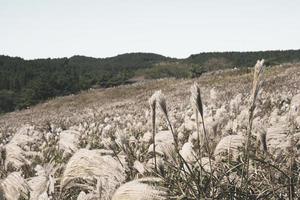 el paisaje otoñal de la montaña gumburi en la isla de jeju, corea foto