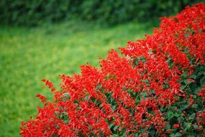 Red Salvia Salvia splendens photo