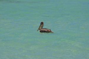 bonito pelícano flotando en las aguas azules de aruba foto