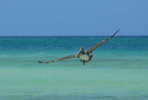 hermoso pelícano marrón volando sobre las aguas tropicales foto