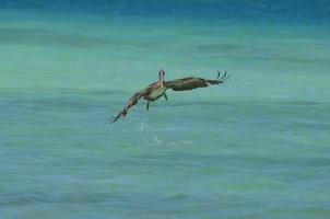 pelícano adulto tomando vuelo desde el agua foto