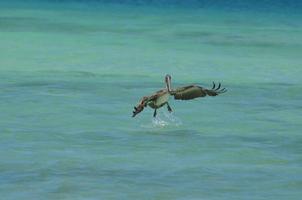 pájaro pelícano marrón chapoteando en las aguas de arubra foto