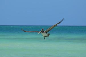 bonito pelícano volando con las alas extendidas foto