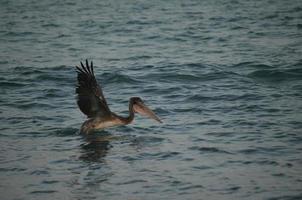 Aves adultas aterrizando en las aguas de Aruba foto