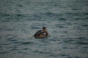 Beautiful wild pelican floating in the ocean photo