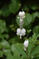 hermoso corazón sangrante blanco florido en flor foto