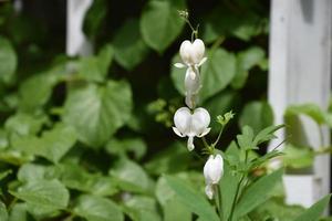 Beautiful White Flowering Bleeding Heart Plant in the Spring photo