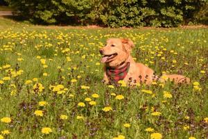 Nova Scotia Duck Tolling Retriever Dog Resting in a Field of Daisies photo