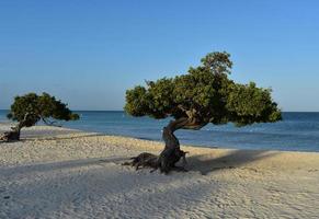 Beautiful Twisted Pair of Divi Divi Trees on Eagle Beach photo