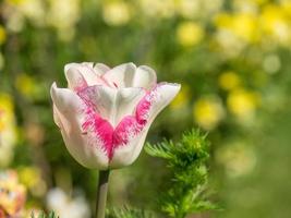 summer time in the garden photo