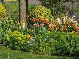 summer time in the garden photo