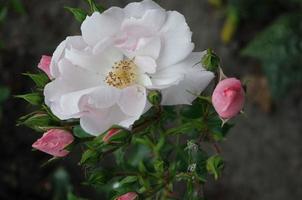 Roses in the garden photo