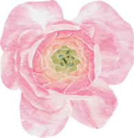 vattenfärg skön rosa och vit reste sig, ranunkel och blå BLYBLOMMA auriculata växt blomma bukett ClipArt png