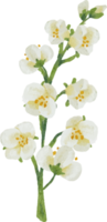 acuarela hermosa rosa y rosa blanca, ranunculus y plumbago azul auriculata planta ramo de flores clipart png